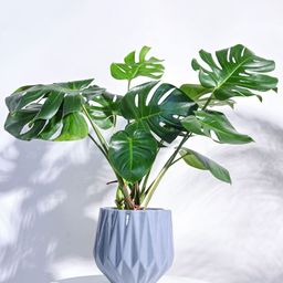 UGAOO Grey Textured Ceramic Planters-image-38