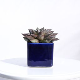 UGAOO Blue Square Ceramic Planter-24