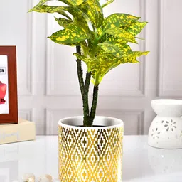 TAYHAA White & Gold Toned Printed Ceramic Planter-image-86