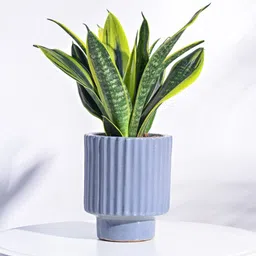 UGAOO Dark Affinity Grey Textured Ceramic Planter-10