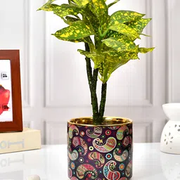 TAYHAA Red & Green Printed Ceramic Planter-25