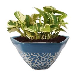 INDIA MEETS INDIA Blue & White Ceramic Pot Planter-image-11