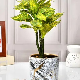TAYHAA Black & White Printed Ceramic Planter-image-46