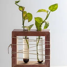 Mirai Woods Brown & Transparent Apaiser Mango Wooden Test Tube Planter With 2 Test Tubes-21