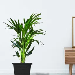 TRUSTBASKET Earth Box 6-Pieces Black Planters-image-37