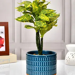 TAYHAA Blue & Orange Textured Ceramic Planter-picture-10