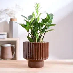 UGAOO Brown Ceramic Planter Weather Resistant Ceramic Planter-image-7