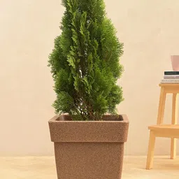 UGAOO Barca  Stone finish Square Medium Planter-image-26