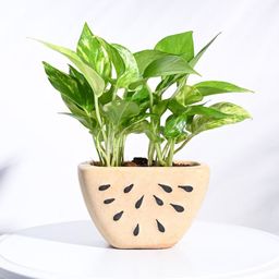 UGAOO Beige Watermelon Ceramic Planter-22