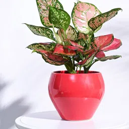 UGAOO Red Apple Ceramic Planter-0