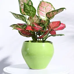 UGAOO Apple Green Ceramic Planter-image-21