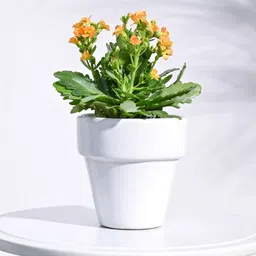 UGAOO White Ceramic Planter-image-11