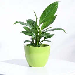 UGAOO Apple Green Ceramic Small Planter-39