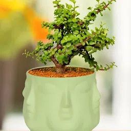 LASAKI Lime Green Textured Ceramic Planters-29