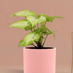 LASAKI Zeno Pink Textured Cylindrical Ceramic Planters-28