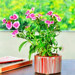 StyleMyWay Red & Blue Striped Ceramic Planters-19