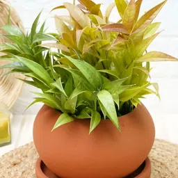 GOLD DUST Brown Kepler Terracotta Clay Planter-31