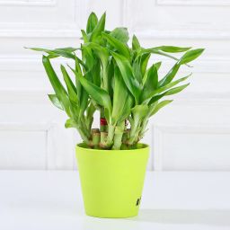 2 Layer Bamboo In Melamine Pot & Cadbury Chocolates image 3