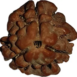3 Mukhi Nepali Rudraksha Original IGL Certified||By Nepali Rudraksha Mother of Pearl-image-31