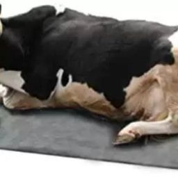 Animal Feeding Waterproof Rubber mat, BPA Free for Horse, Cow, Buffalo | Cow, Hamster Pet Mat-image-35