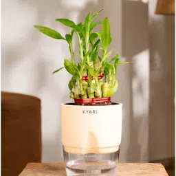 kyari Bamboo 2 Layer With Water Pot - Cream Variant-picture-25