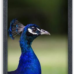 peacock Painting For Wall Mount wall For Gift Happy Brithday us Digital Reprint 13 inch x 10 inch Painting-image-64