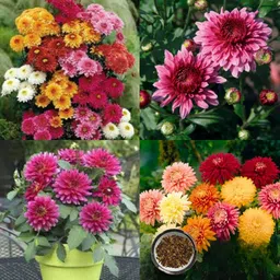 ibains Chrysanthemum balcony garden seeds pack of 21 Seed-picture-20