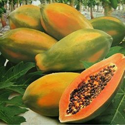 Papaya Seed-image-62
