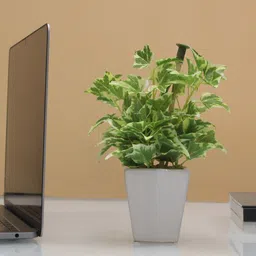 PolliNation Green & White Artificial Bonsai Plant With Pot-picture-6