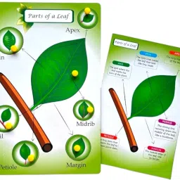 Parts Of a Leaf-22