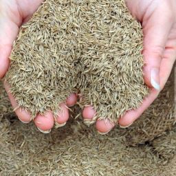 Mexican lawn grass seeds, Carpet Grass seeds Seed-image-44