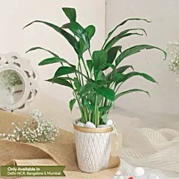 Peace Lily Plant In White Aesthetic Pot-image-62