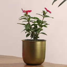 pristine interiors Antique Green Metal Planter-picture-20