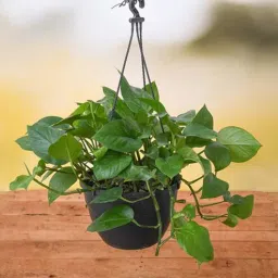 nurserylive Money Scindapsus With Pot Natural Plant-picture-27