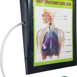 Respiratory System Using Balloon Low Cost Teaching Aid (LOCTAS) Biology.-image-72