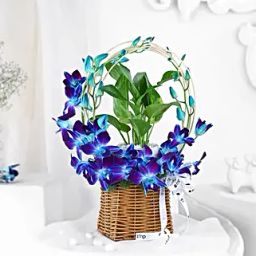 Tranquil Orchid and Prosperity Plant Gift-image-57