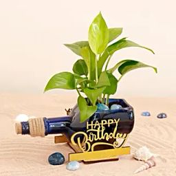 Happy Birthday Money Plant Antiquity Bottle-image-6
