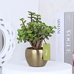 Jade Plant In Gold Tone Metal Pot-image-4