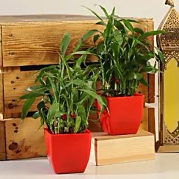 Set Of 2 Bamboo Plants in Red Pot-6