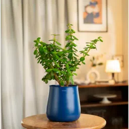 kyari Lucky Jade Plant With Metal Pot-Blue-picture-41