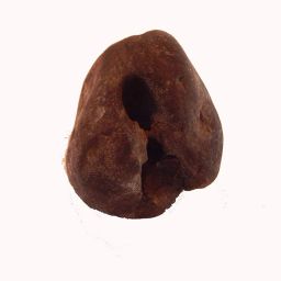 Adwaitya ChakraDhari Maha Vishnu Shaligram Nepal Kali Gandaki stone Regular Asymmetrical Crystal Stone-image-63
