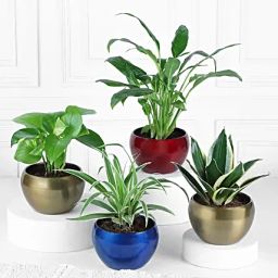 Gift Of Greens In Metallic Beauty Pots-image-46