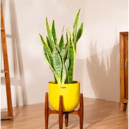 kyari Sensevera Zeylanica Golden Snake Plant With Arbor Pot - Yellow-picture-2
