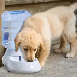 Pet Water Dispenser 3.5 ml Large Capacity Self-Dispensing Gravity Pet Feeder Waterer Cat Dog Feeding Bowl Drinking Water/Automatic Feeding Pet Supplies round Plastic Pet Bowl & Bottle 3.5 ml Multicolor) Round Plastic Pet Bowl & Bottle (3.5 ml Multi color) Round Plastic Pet Bowl & Bottle-6