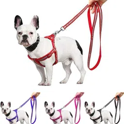 Dog & Cat Harness & Leash-image-38
