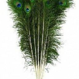 Pack of 25 Decorative Feathers-71