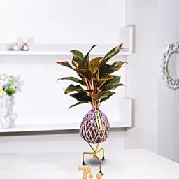 Lipstick Plant Kokedama Style Setup-image-47