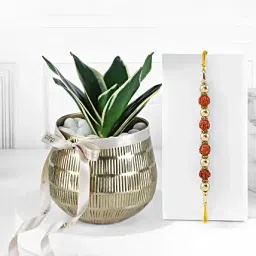 Divine Rudraksh Rakhi with Luxe Plant-image-17