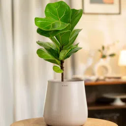 kyari Fiddle Fig With Aura Pot- Cream-picture-18