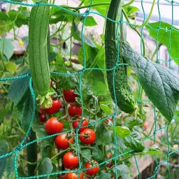 Plant Climbing Net & 14.8Ft x 6Ft Creeper Support Gardening Netting Green Colour Garden Tool Kit-23
